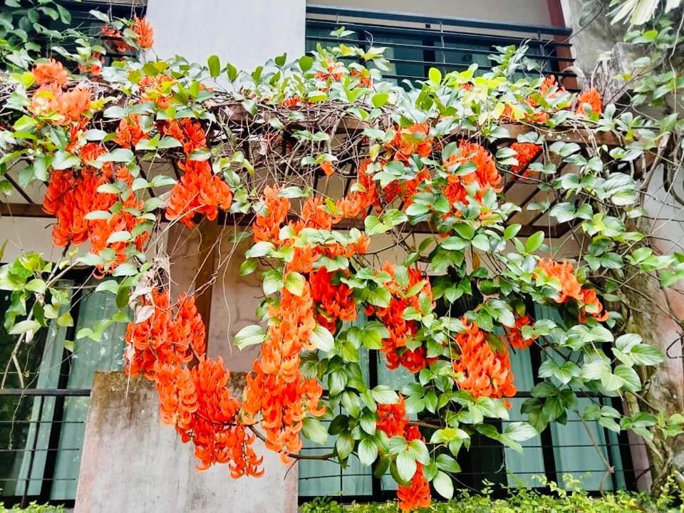 Wassana Sitdharma Guesthouse Trang Ngoại thất bức ảnh